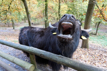 close up of a black yak with open big mouth