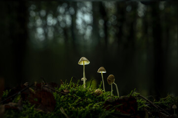 Fantasy glowing mushrooms in an enchanted forest.