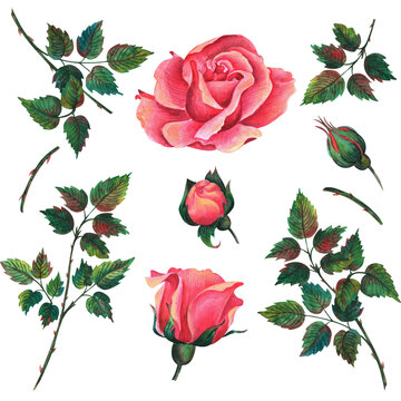 festive roses. Watercolor and colored pencil illustration