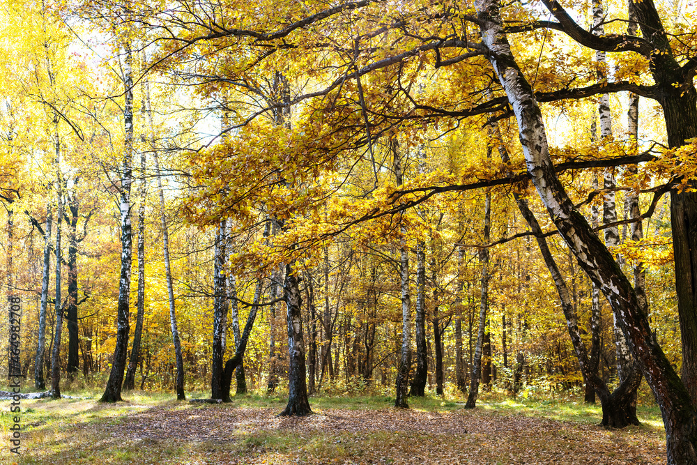 Wall mural oak tree branch with yellow leaves and birch grove at meadow on background in autumn forest of city 