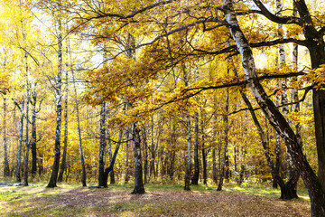 Fototapeta premium oak tree branch with yellow leaves and birch grove at meadow on background in autumn forest of city park on sunny autumn day