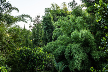 green bamboo forest in Northern Thailand
