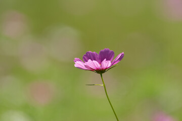 Fototapeta premium コスモス