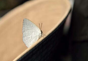 Butterfly from the Taiwan(uretis brunnea Wileman,1909) Taiwan silver-spotted small gray butterfly.