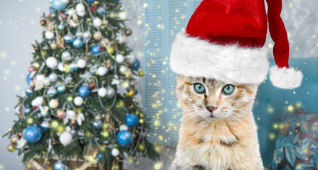 Banner with a little tabby kitten in a Santa hat near the Christmas tree. New Year or Christmas pattern. Greeting card. 