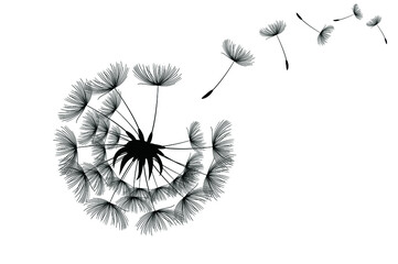 Flying dandelion seeds, vector icon. Vector isolated decoration element from scattered silhouettes