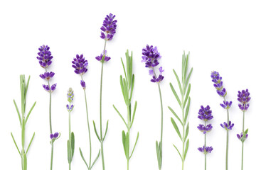 Fototapeta na wymiar Set Of Lavender Flowers Isolated Over White