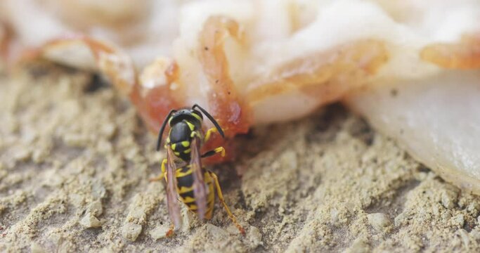 Striped wasp collecting food for larvae