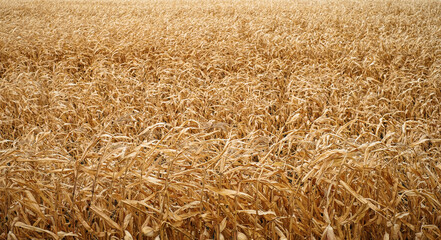 Dry Long Corn Wheat Field Pattern. Sunny Landscape Perspective.
