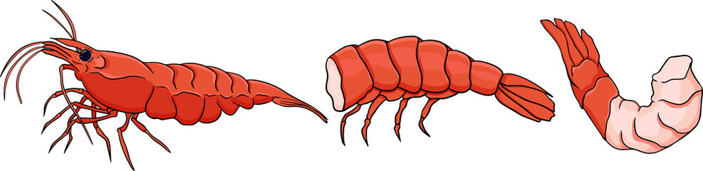 Shrimp, prawn icons set. Collection shrimp, without shell, meat. Realistic vector illustration