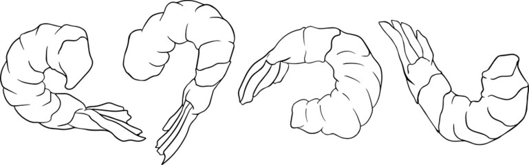 Shrimp, prawn icons set. Collection shrimp, without shell, meat. Realistic vector illustration, coloring pages