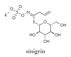 Sinigrin glucosinolate molecule. Present in some cruciferous vegetables (Brussels sprouts, broccoli, black mustard, etc). Skeletal formula.