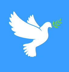 beautiful white peace dove