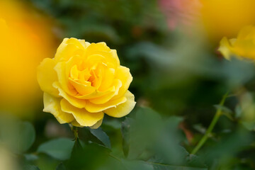 黄色い満開のバラの花のクローズアップ