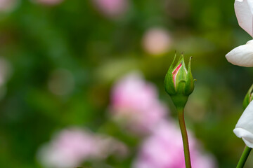 ピンク色のバラの蕾のクローズアップ