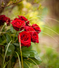 bouquet of red roses in a garden