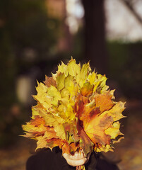 autumn rust leaves. child holding a bunch of dried autumn leaves.