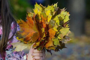 autumn rust leaves. child holding a bunch of dried autumn leaves.