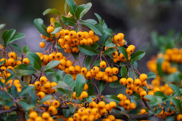 yellow rowan berries on green branches against a blue sky. Autumn background. August. Autumn is approaching. Ripening of rowan berries. Useful medicinal berries
