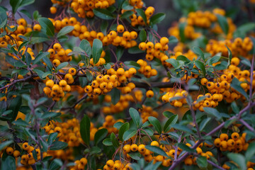 yellow rowan berries on green branches against a blue sky. Autumn background. August. Autumn is approaching. Ripening of rowan berries. Useful medicinal berries
