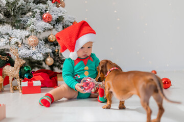 dog dachshund and Santa Claus' little helper is sitting on the floor next to the Christmas tree with Christmas balls in his hands. child in an elf costume. space for text. winter new year's concept