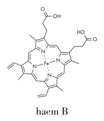 Obraz premium Heme B (haem B) molecule. Heme is an essential component of hemoglobin, myoglobin, cytochrome, catalase and other metalloproteins. Skeletal formula.