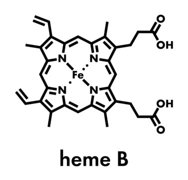 Heme B (haem B) molecule. Heme is an essential component of hemoglobin, myoglobin, cytochrome, catalase and other metalloproteins. Skeletal formula.