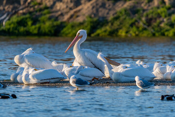 A Group of American White Pelicans resting around Lake Elsinore, California