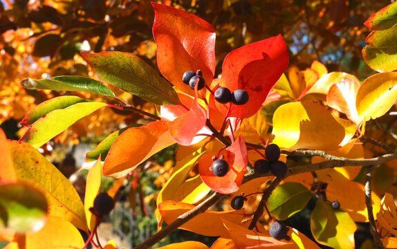 Colours of autumn fall - leafs of beautiful black Tupelo tree