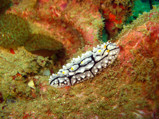 Varicose Wart Slug (Phyllidia varicosa) on the coral reef of Phuket, Thailand