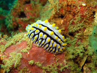 Varicose Wart Slug (Phyllidia varicosa) on the coral reef of Phuket, Thailand