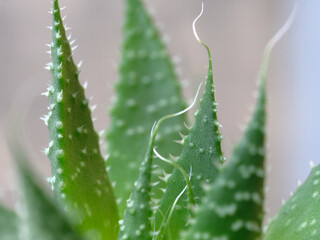 Aloe aristata. Green leaves. Close-up, macro.