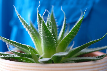 Aloe aristata. Green leaves. Close-up, macro. Blue background.