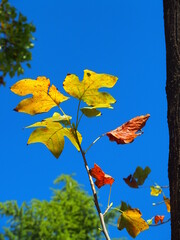 Obraz premium ユリノキの幹と小枝の黄葉の葉と青空