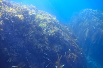 Plakat underwater landscape reef with algae, sea north, view in the cold sea ecosystem