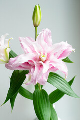 Pink garden lily close-up. Lily flower with blurred focus