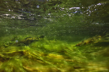Naklejka premium green algae underwater in the river landscape riverscape, ecology nature