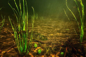 pike under water, predator fish in fresh water