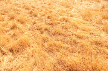  Dried crops field.