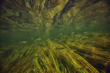 green algae underwater in the river landscape riverscape, ecology nature