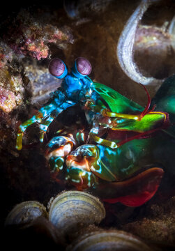 Odontodactylus scyllarus, commonly known as the peacock mantis shrimp, harlequin mantis shrimp, painted mantis shrimp,clown mantis shrimp or rainbow mantis shrimp on the coral reef in Phuket, Thailand