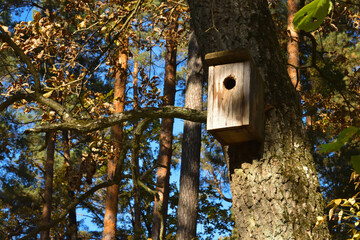 Birdhouse on a tree trunk in the forest and blue sky in sunny weather