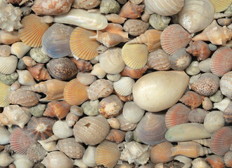 Many different beautiful sea shells textured and background.
