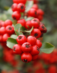 Firethorn or Pyracantha, decorative garden bush with bright red berries. Close up of Pyracantha red berries in autumn, selective focus.