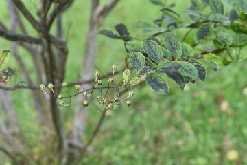 Crape myrtle berries. The Lythraceae deciduous tree has flowers from July to September. 