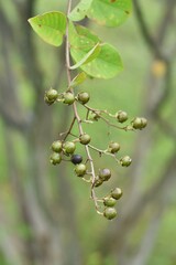 Crape myrtle berries. The Lythraceae deciduous tree has flowers from July to September. 