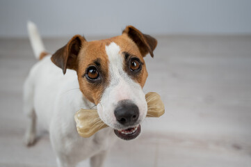 The dog holds a bone in its mouth. Jack russell terrier eating rawhide treat.
