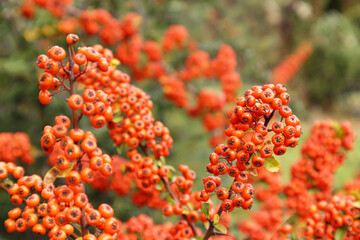 Firethorn or Pyracantha, decorative garden bush with bright orange berries. Close up of Pyracantha orange berries in autumn, selective focus.