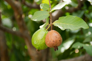 The rotten guava and good guava are hanging on the branch.