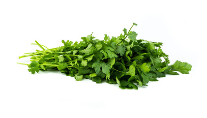 Freshly harvested coriander leaves isolated on white background